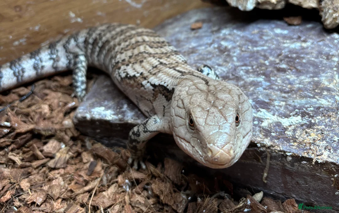 Skink reptiles for sale: Blue tounge skink - male - Advert 2