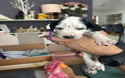 Mixed Breed dogs for sale: Springer Spaniel cross Dalmatian - Image 13