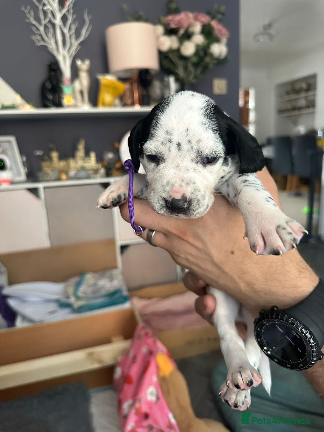 Mixed Breed dogs for sale: Springer Spaniel cross Dalmatian - Image 13