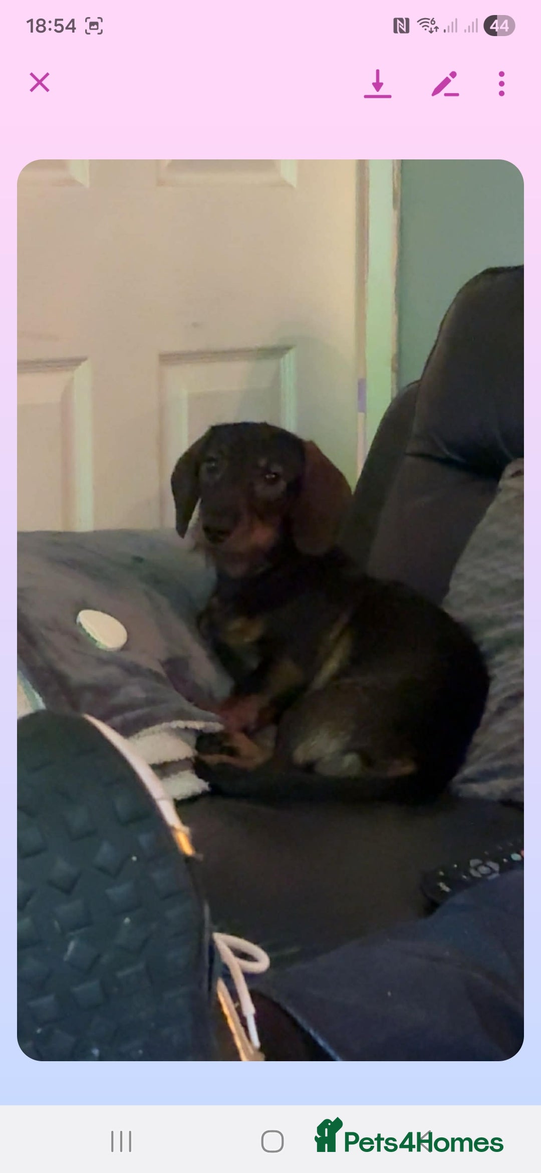 Dachshund dogs for sale: Delightful Male Dachshund. Gorgeous Personality. - Advert 2