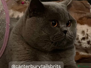 British Shorthair cats in Worcester - Advert 40