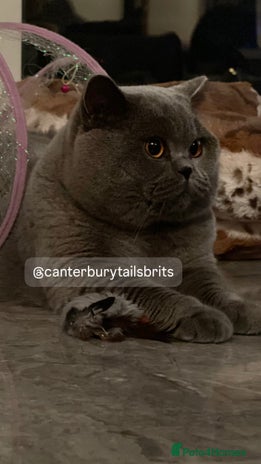 British Shorthair cats TICA RW SUPREME GRAND CHAMPION & GCCF IGRCH🏵️🏆 in Worcester - Advert 10