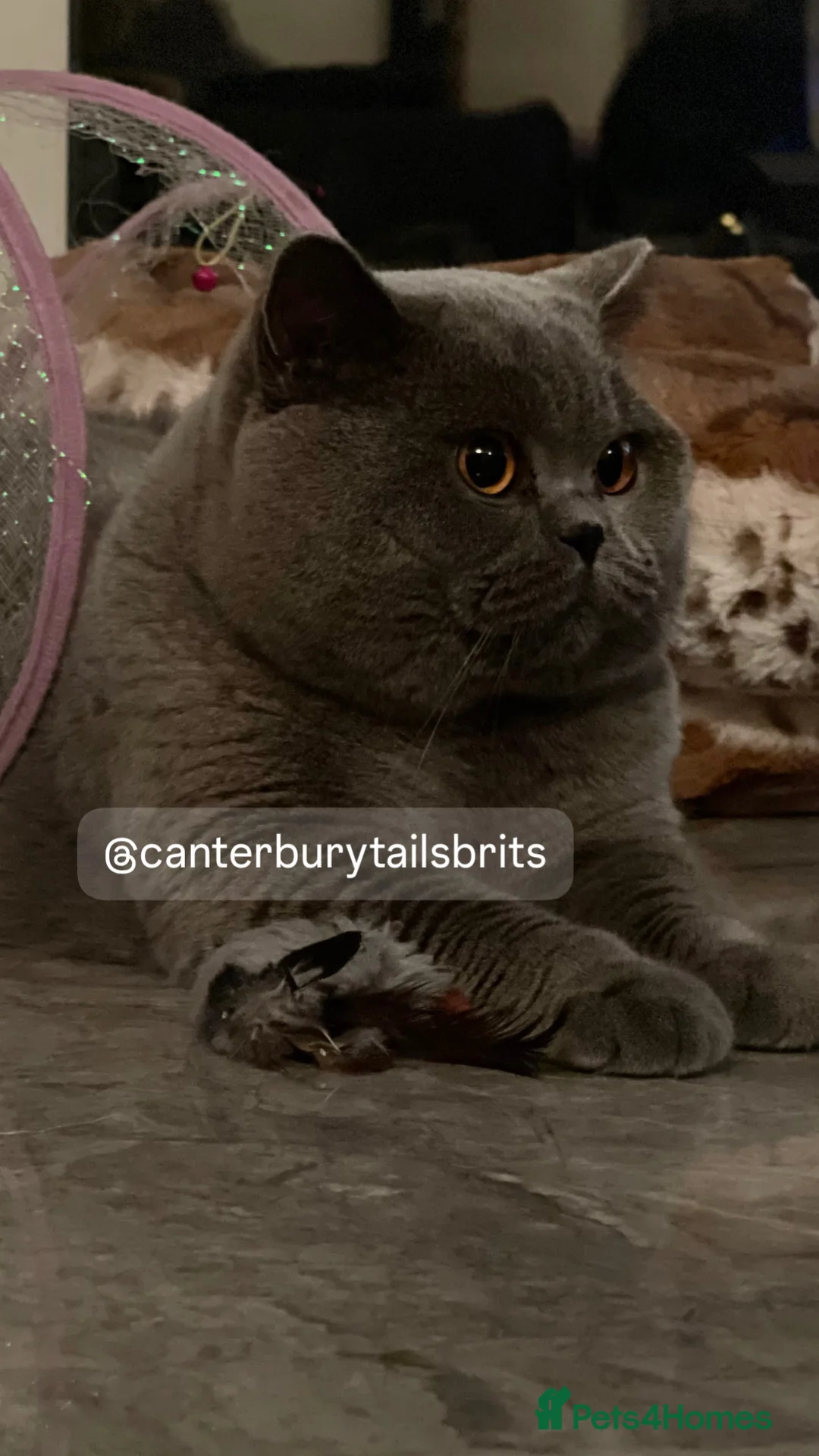 British Shorthair cats for stud: TICA RW SUPREME GRAND CHAMPION & GCCF IGRCH🏵️🏆 in Worcester - Advert 1