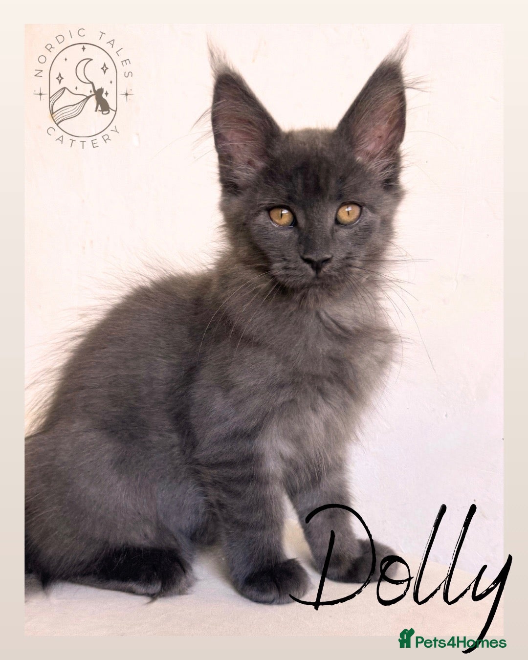 Maine Coon cats Stunning Solid Blue Maine Coon Kitten  - Advert 1