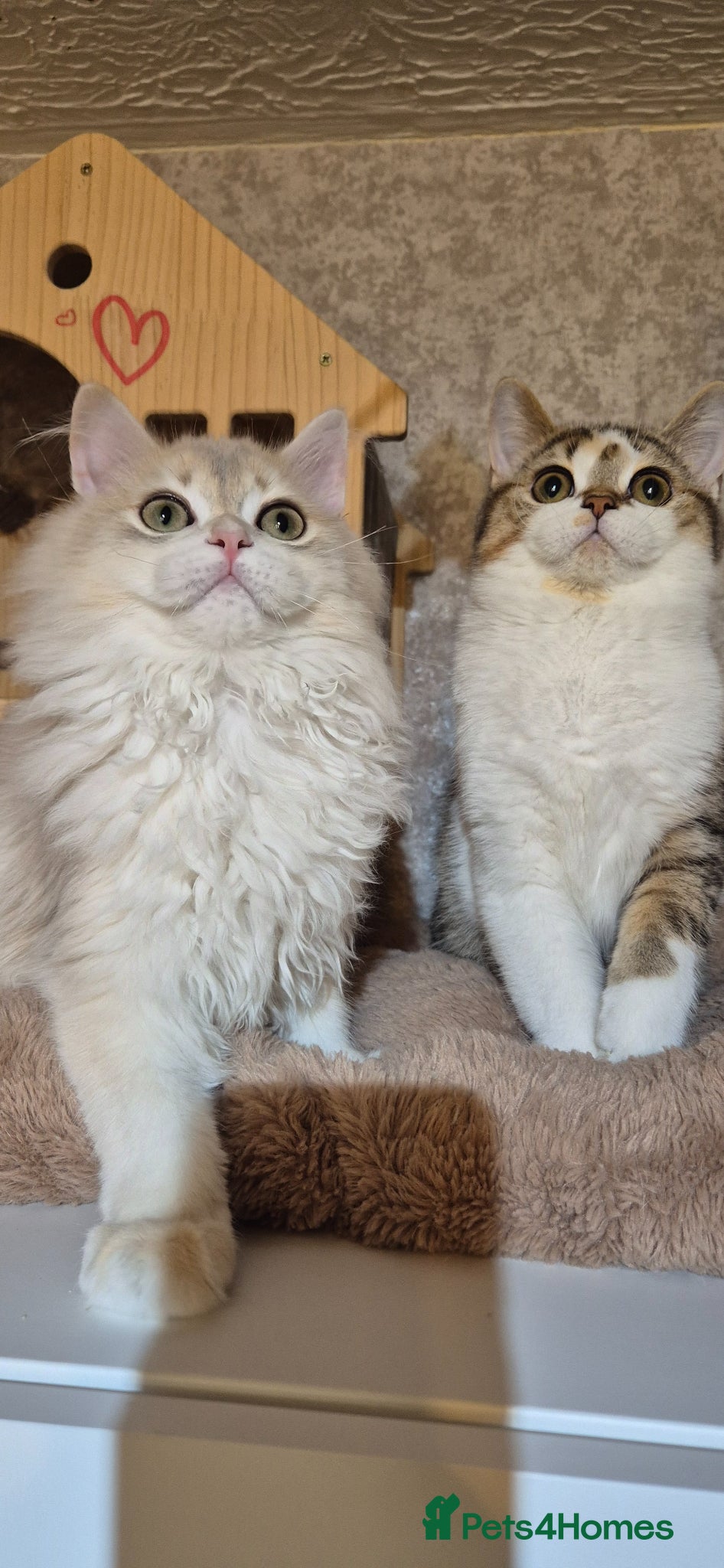 Scottish Fold cats for sale: In your lap Scottish Fold/Straight kittens  - Advert 10