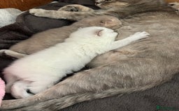 British Shorthair cats for sale: Beautiful British short hairs  - Image 13