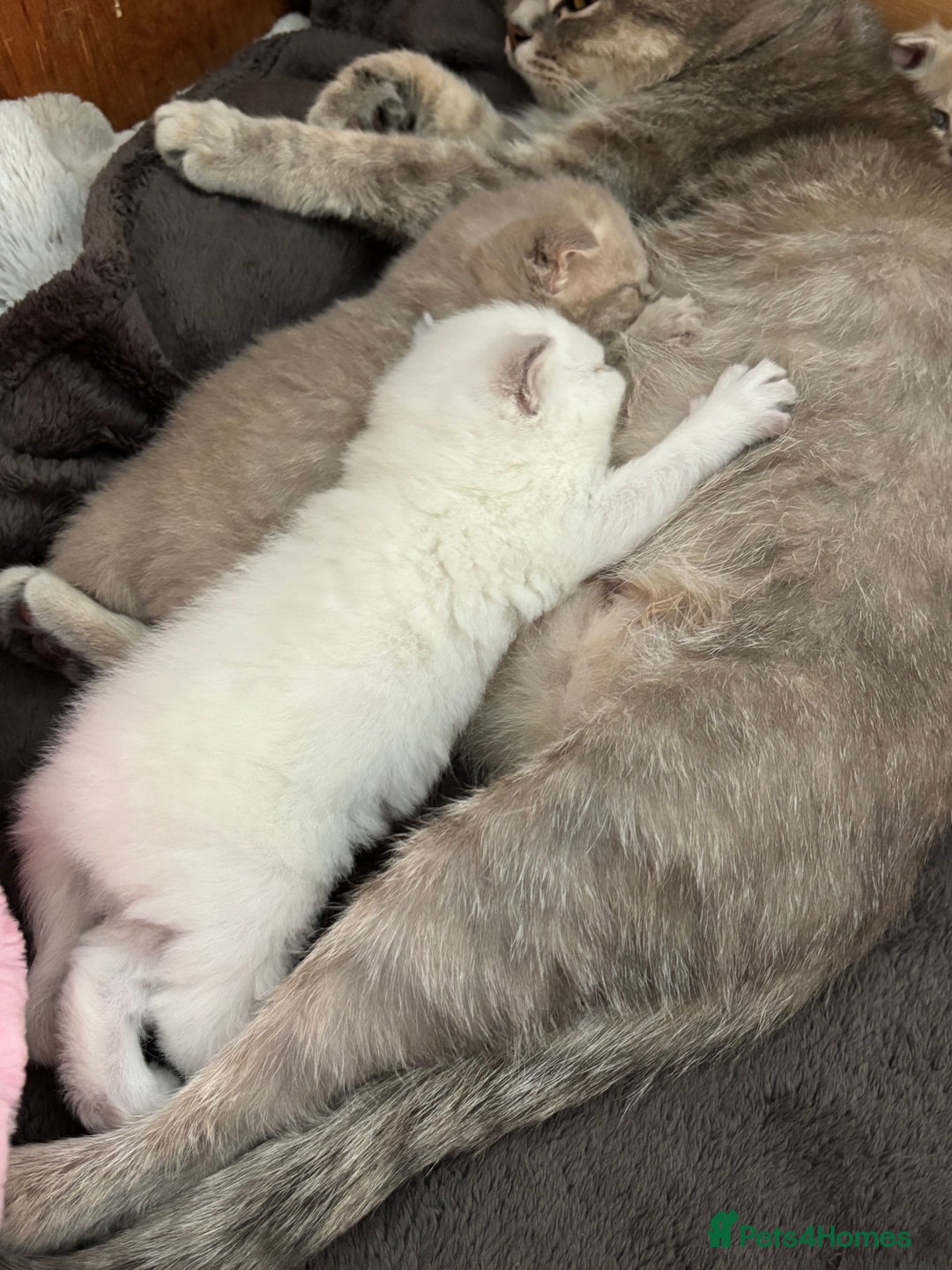 British Shorthair cats for sale: Beautiful British short hairs  - Image 13