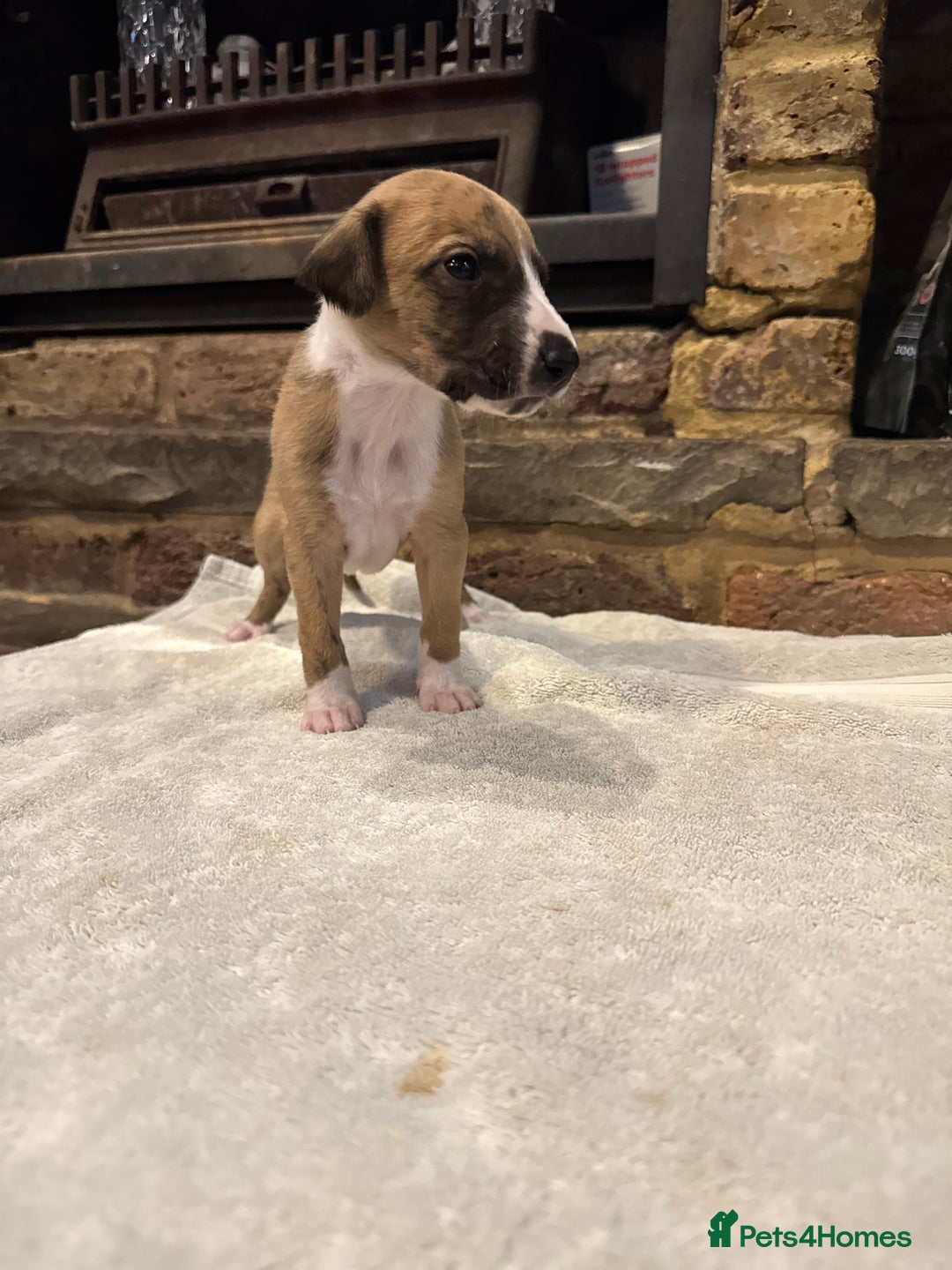 Whippet dogs for sale: Stunning whippets JUST ONE BOY LEFT - Image 13