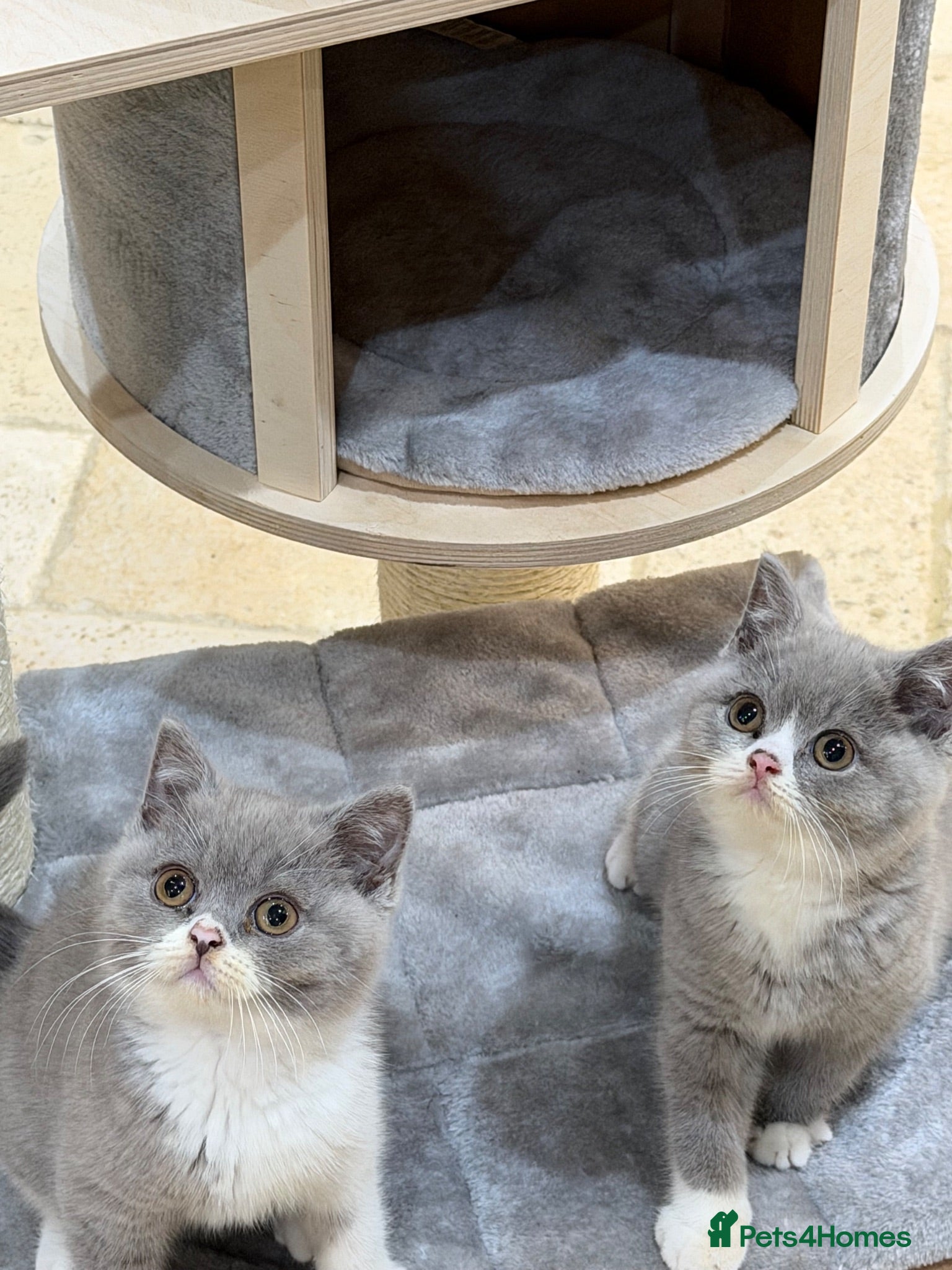 British Shorthair cats READY NEXT WEEK - FULL PEDIGREE REGISTERED BSH - Advert 1