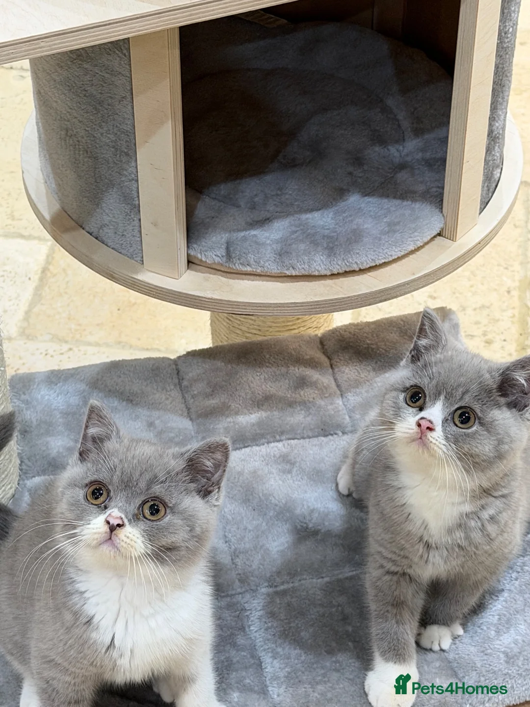 British Shorthair cats for sale: READY NEXT WEEK - FULL PEDIGREE REGISTERED BSH - Advert 1