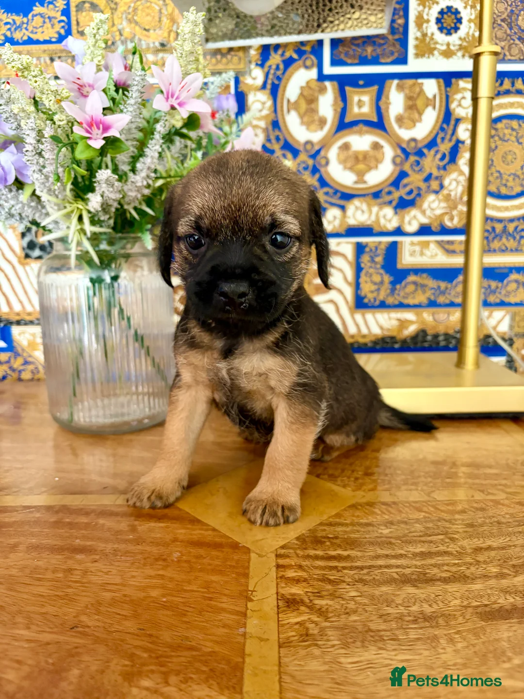 Border Terrier dogs for sale: ⭐ KC REG SLEM CLEAR BORDER TERRIER PUPPIES ⭐  - Advert 14