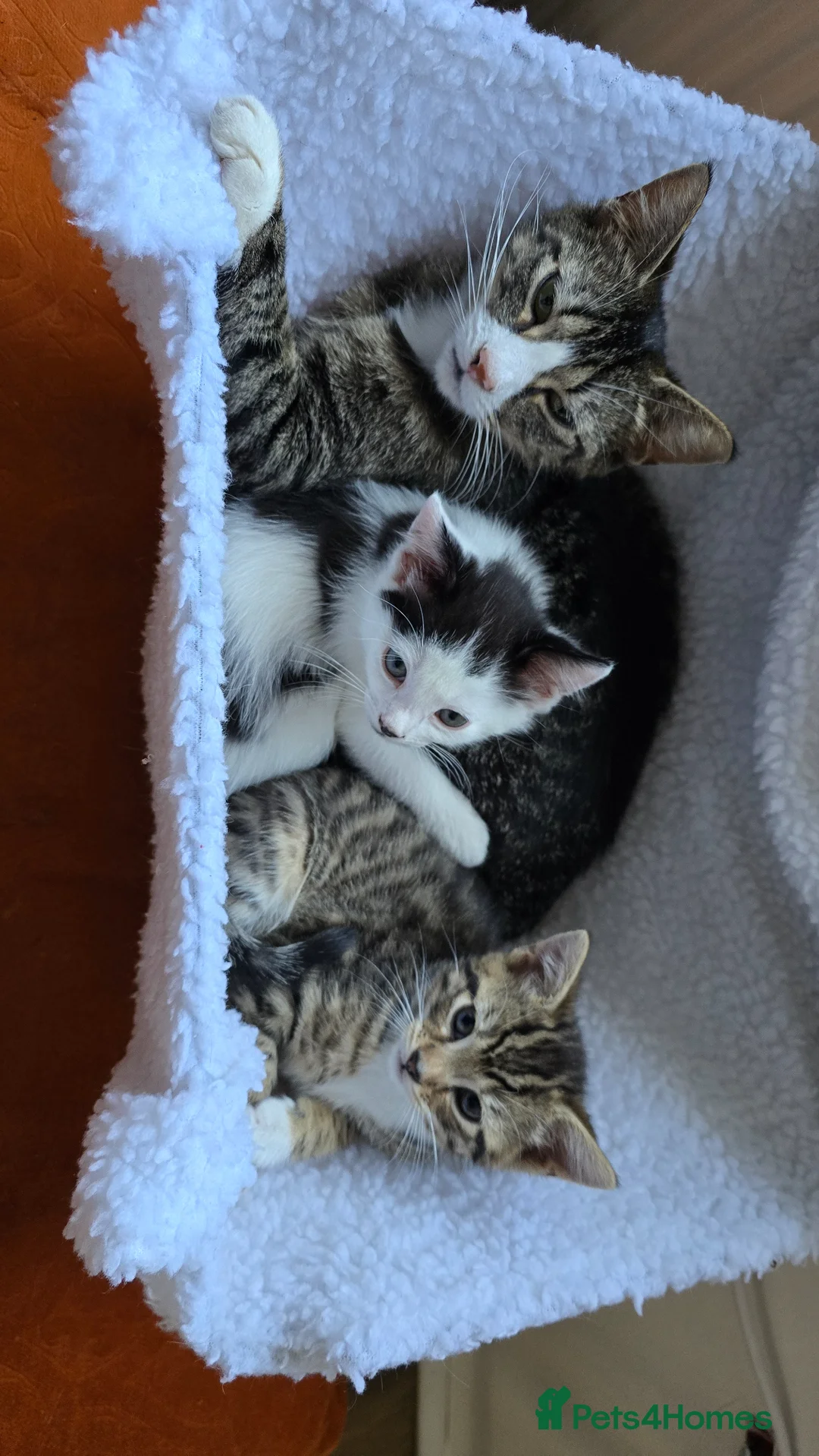 Mixed Breed cats for sale: Cute boys kittens for rehoming  - Advert 1