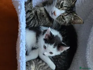 Mixed Breed cats Cute boys kittens for rehoming - Advert 3