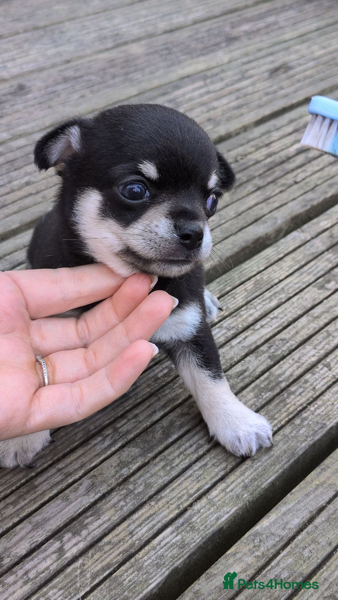 Chihuahua dogs 2 Beautiful Chihuahua pups - Advert 11