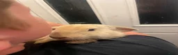 Mini Lop rabbits for sale: X3 Mini Lop Bunnies - Advert 4