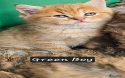 British Shorthair cats for sale: BSH GOLDEN KITTENS - Advert 29