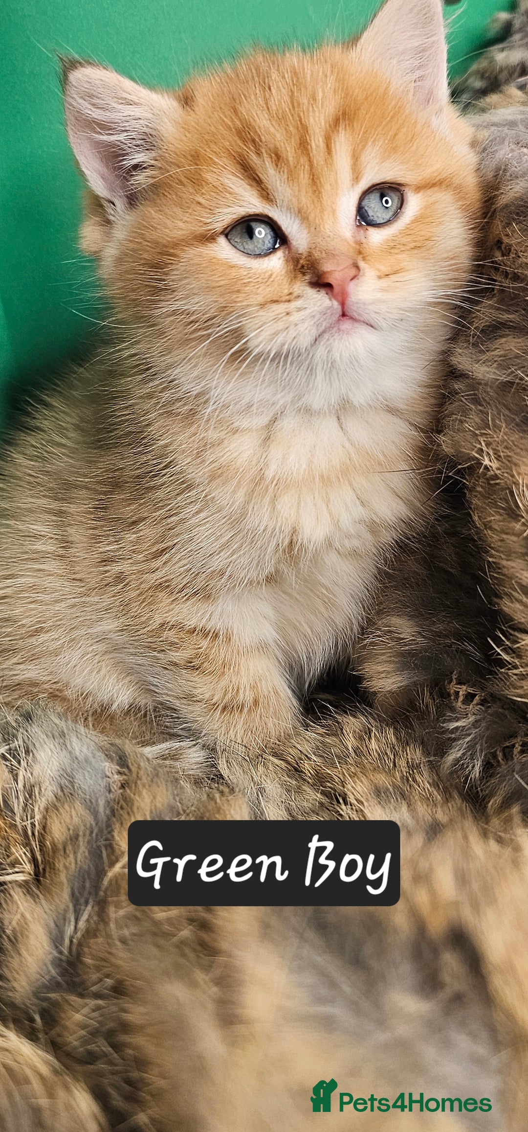 British Shorthair cats for sale: BSH GOLDEN KITTENS - Advert 29