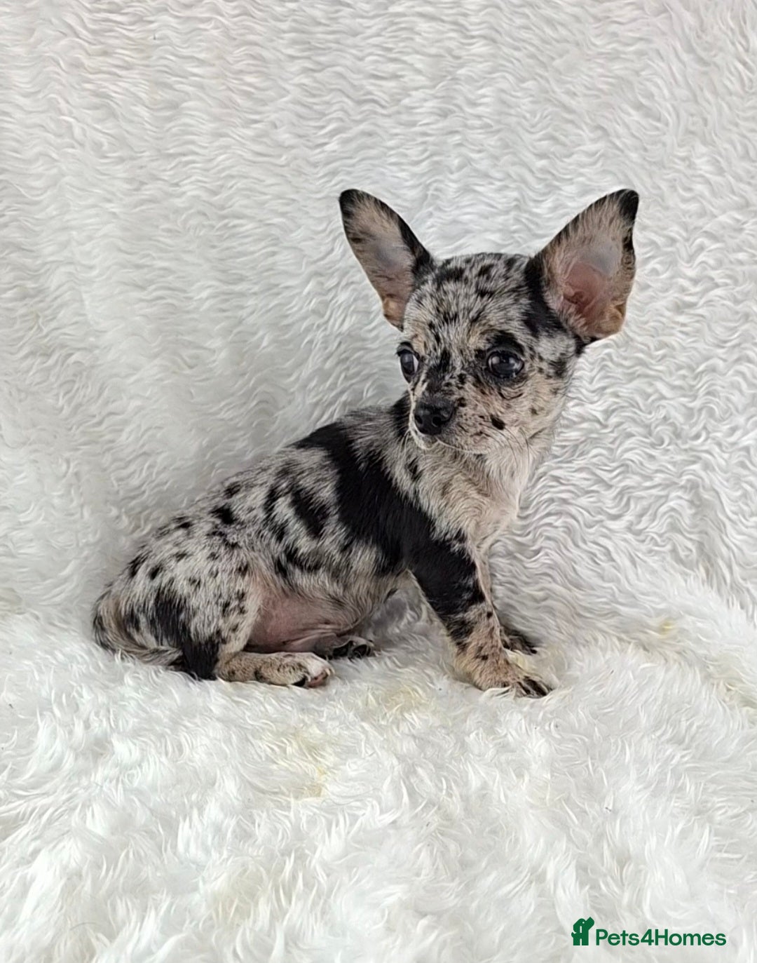 Chihuahua dogs  💙 REDUCED 💙Tiny Chihuahua Puppies  - Advert 1