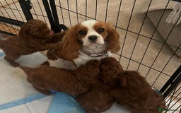 Cavapoo dogs for sale: 🐶 Adorable deep red Cavapoo Puppies  - Image 11