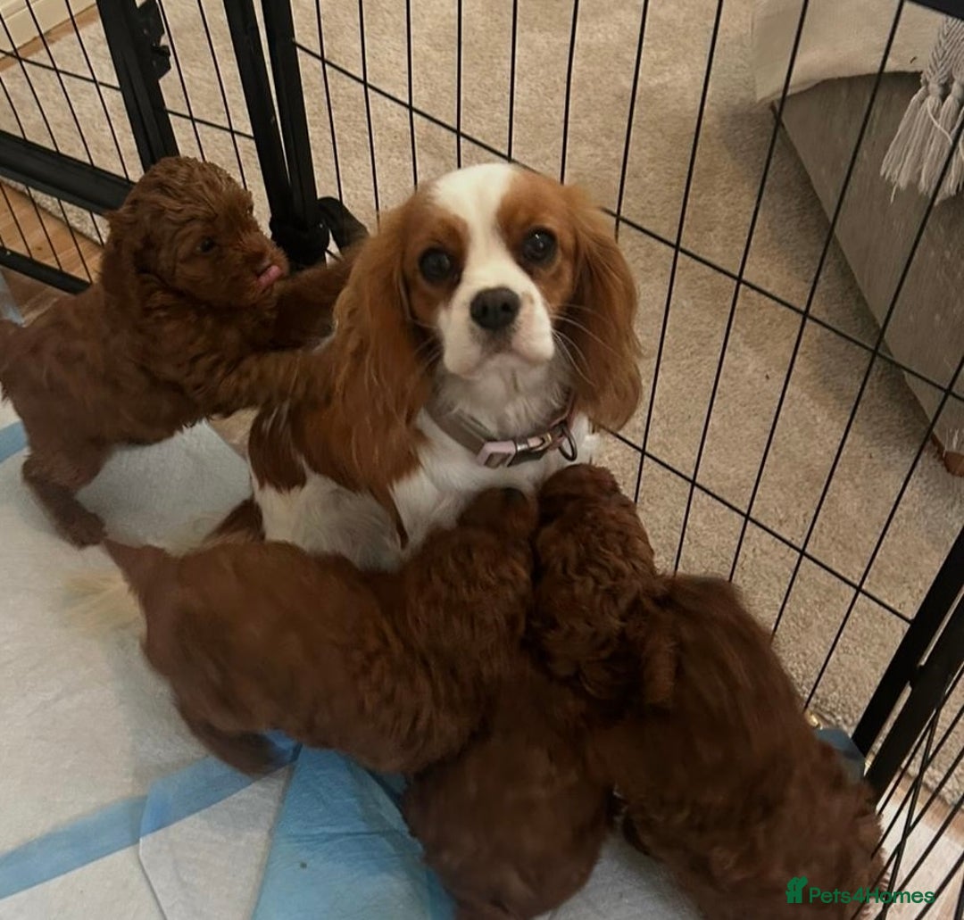 Cavapoo dogs for sale: 🐶 Adorable deep red Cavapoo Puppies  - Image 11