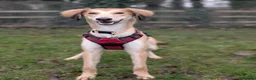 Saluki dogs for adoption: Falkor - Advert 3