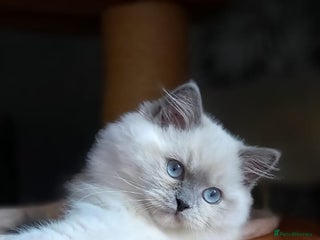 Ragdoll cats 🩷Amazing European Grand Champion lines🏆🥇 TICA💙 - Advert 6