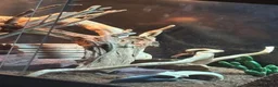 Bearded Dragon reptiles for sale: RED AND ORANGE Patterned BEARDED DRAGON  in Grimsby - Advert 4