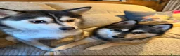 Pomsky dogs for sale: Pomsky Mum & Daughter  - Advert 1