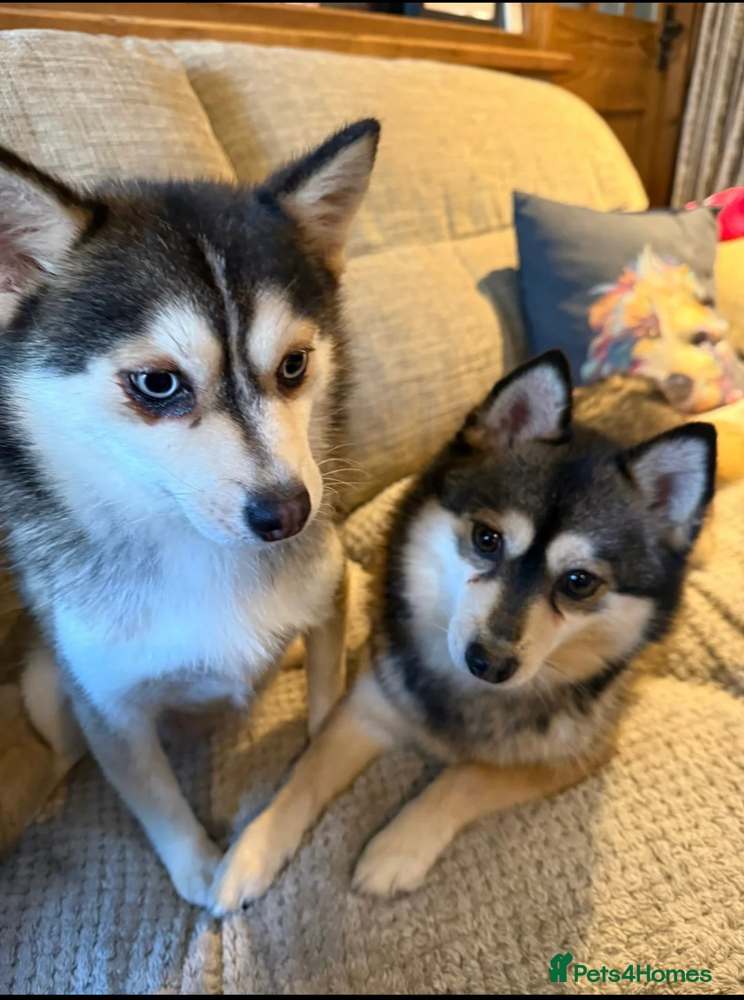 Pomsky dogs for sale: Pomsky Mum & Daughter  - Advert 1
