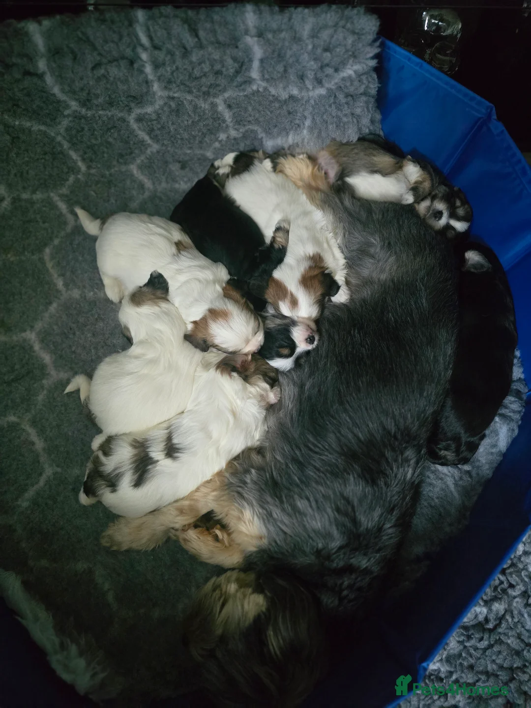 Mixed Breed dogs for sale: Shorkie cross lhasa apso pups - Advert 1