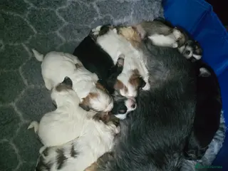 Mixed Breed dogs Shorkie cross lhasa apso pups - Advert 7