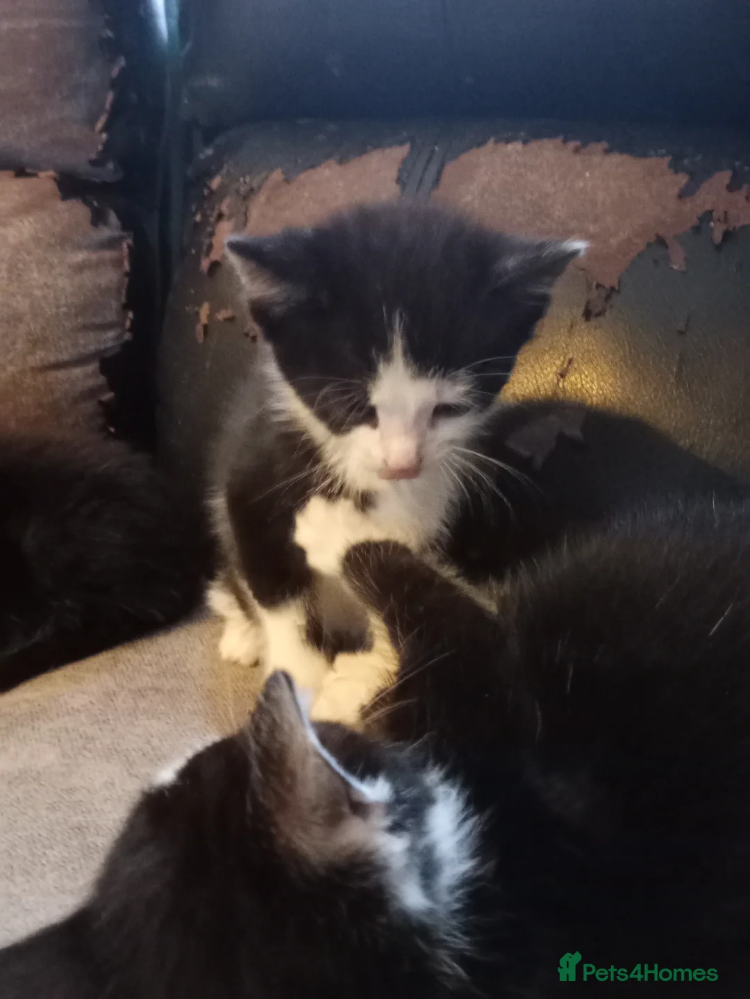 Mixed Breed rabbits for sale: 2 KITTENS LEFT ready now REDUCED STILL AVAILABLE  - Advert 6