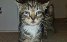 Mixed Breed cats for sale: Kittens for sale - Image 4
