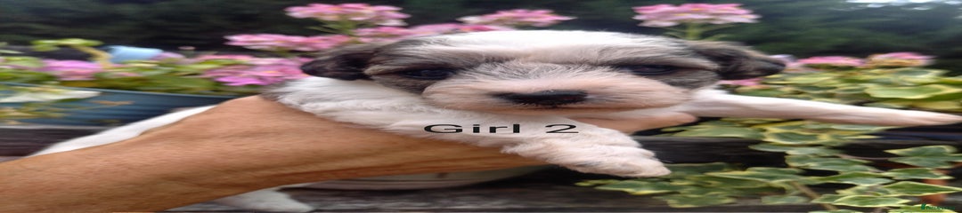Mixed Breed Puppy 4