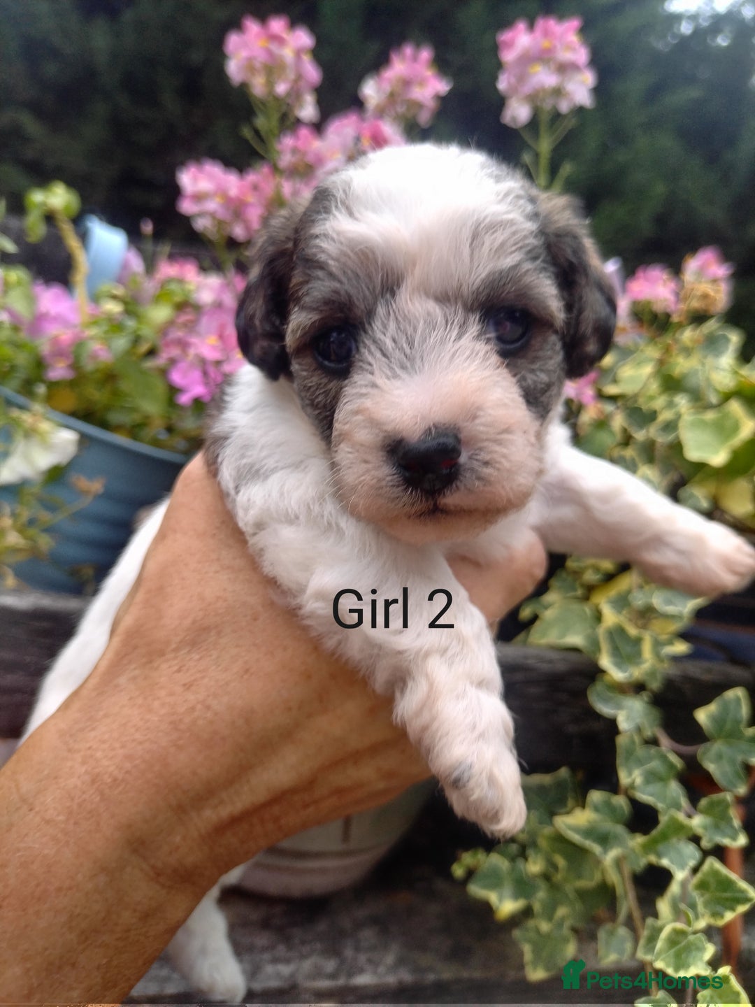 Mixed Breed dogs for sale: Gorgeous jack-chons - Image 6