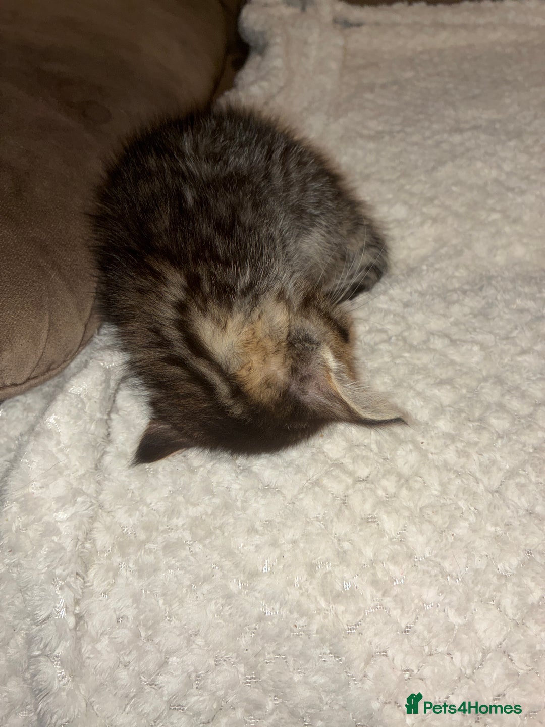 Domestic Shorthair cats for sale: Beautiful ginger & tabby kittens available 20 Dec - Advert 13