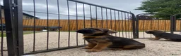 Border Terrier dogs for sale: ⭐️ KC BORDER TERRIERS, READY TO LEAVE NOW - Advert 23