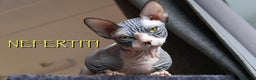 Sphynx cats for sale: Beautiful litter of sphynx - Advert 2