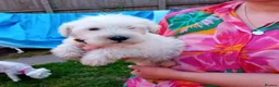 Miniature Schnauzer dogs for sale: KC Registered Miniature Shnauzers  in Preston - Advert 14