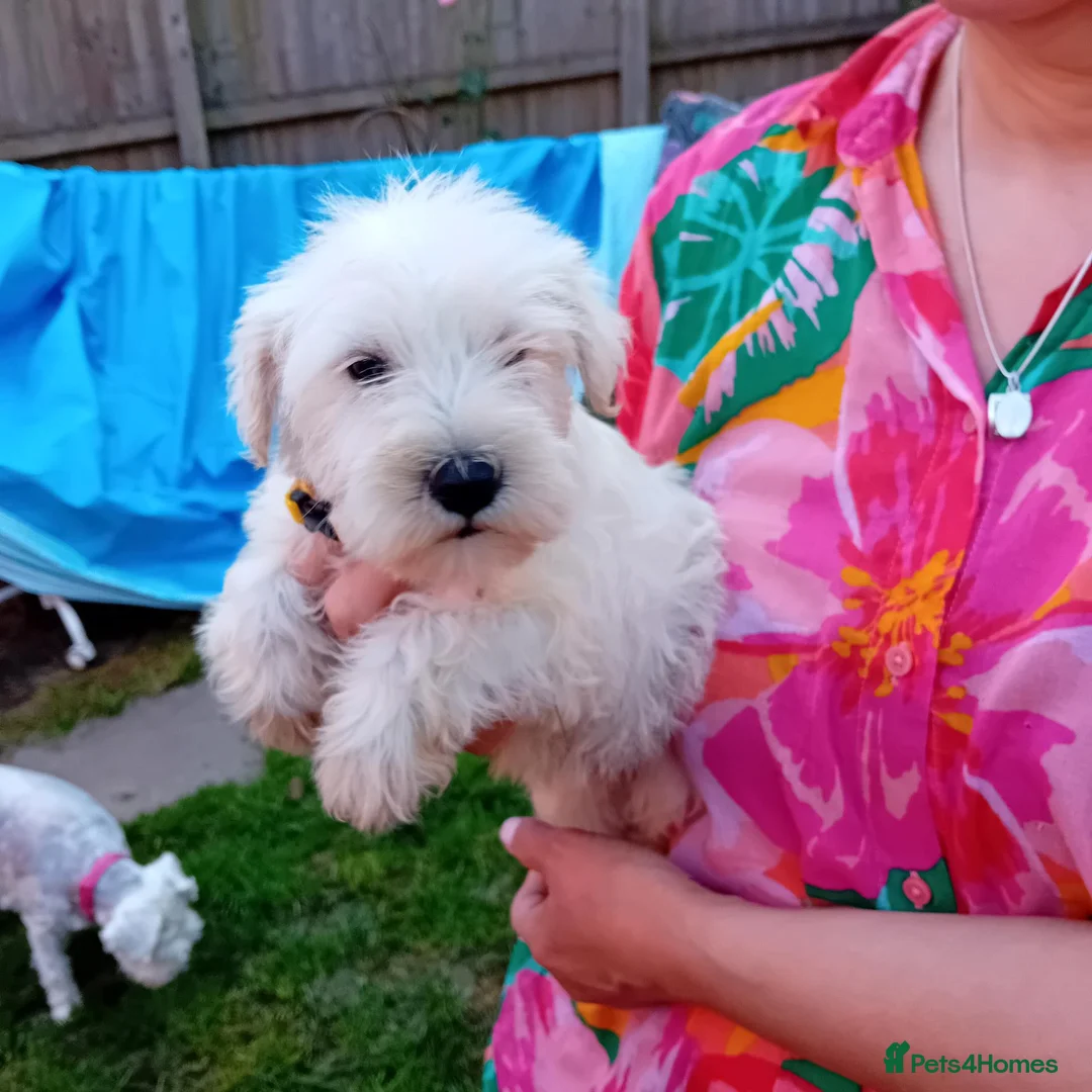 Miniature Schnauzer dogs for sale: KC Registered Miniature Shnauzers  in Preston - Advert 14