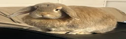 Mini Lop rabbits for sale: Mini lop girl & boy  in Southampton - Advert 4