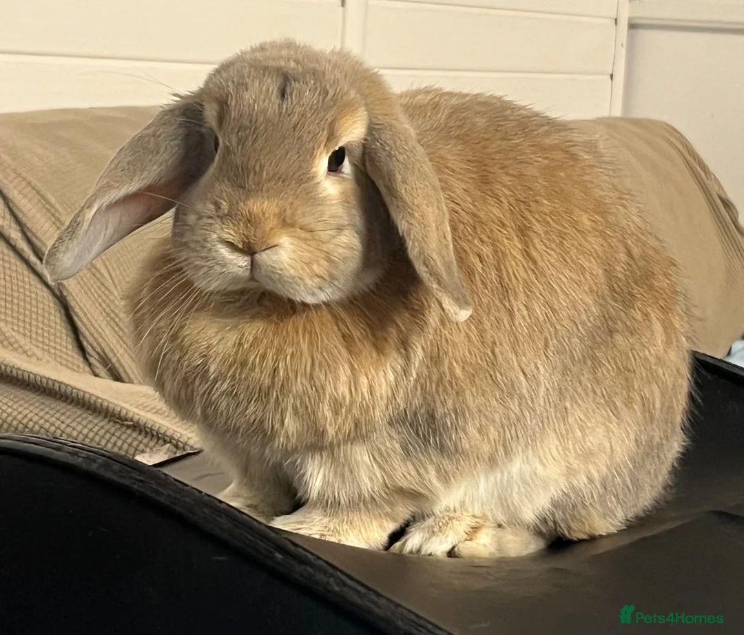 Mini Lop rabbits for sale: Mini lop girl & boy  in Southampton - Advert 4
