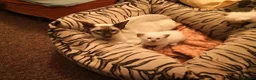 Ragamese cats for sale: Fluffy Ragdoll Cross Siamese Kittens - Advert 1