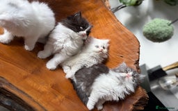 Persian cats for sale: BeautifulPersian Kittens - Image 12