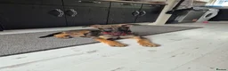 Mixed Breed dogs for sale: Security Dog for Sale  - Advert 11