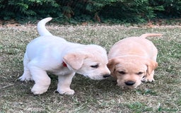 Labrador Retriever dogs for sale: Golden Labrador Puppies for Sale - Image 12