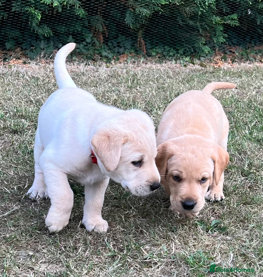Labrador Retriever dogs for sale: Golden Labrador Puppies for Sale - Image 12