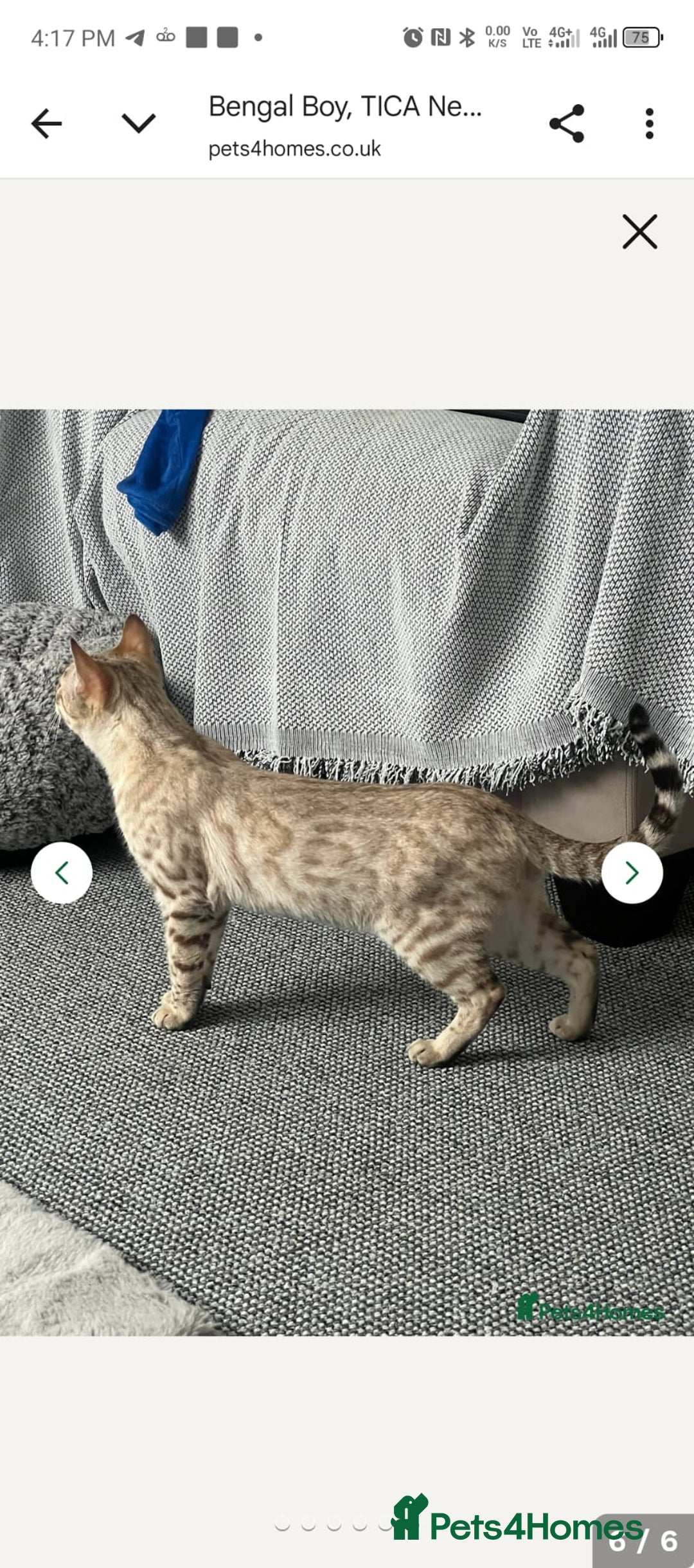 Bengal cats for sale: Bengal  - Image 4