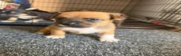 Staffordshire Bull Terrier dogs for sale: Staffy pups  - Advert 7