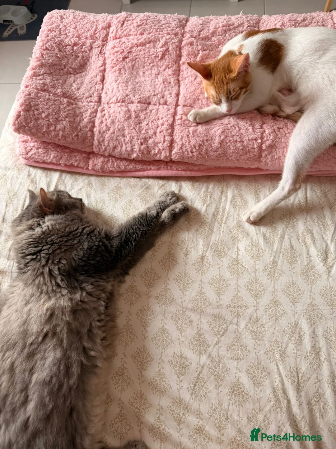 Mixed Breed cats for adoption: Tiny Tuna needs a playful home  - Advert 6